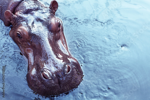 Fototapeta Portrait of a hippopotamus floating on the water