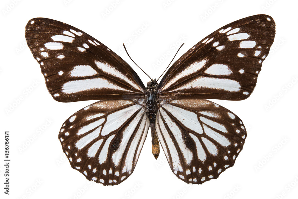 Obraz premium brown butterfly isolated on white