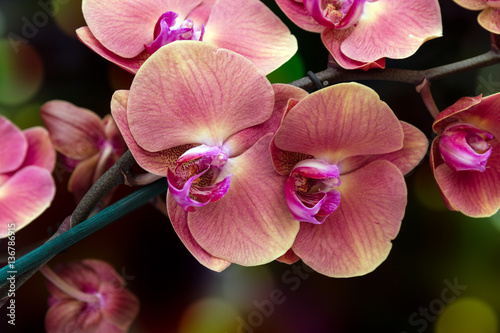 Flowering branch of Orchid falenopsis on dark colorful background