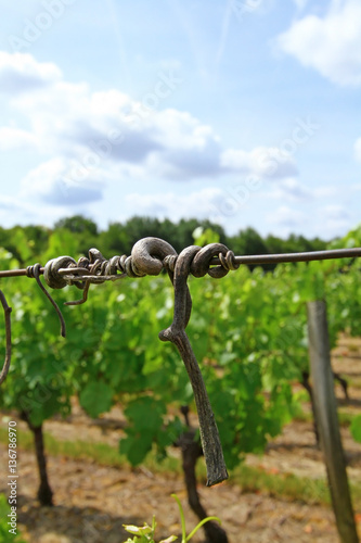 Vine dry tendril . Vineyard in Loire valley, France