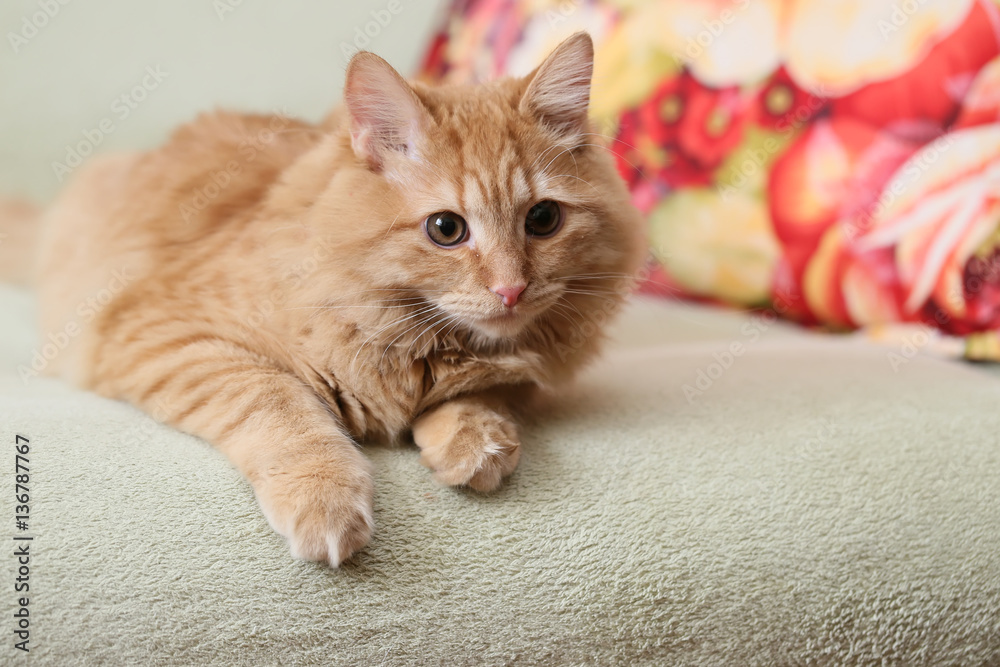 Рыжий красивый пушистый кот лежит на диване
