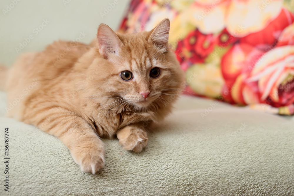 Obraz premium Рыжий красивый пушистый кот лежит на диване