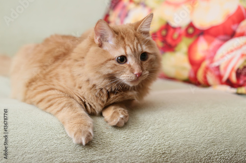 Рыжий красивый пушистый кот лежит на диване 
