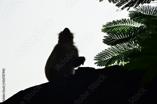 monkey of island Koh Chang