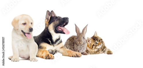 puppy and kitten and rabbit looking at the white background