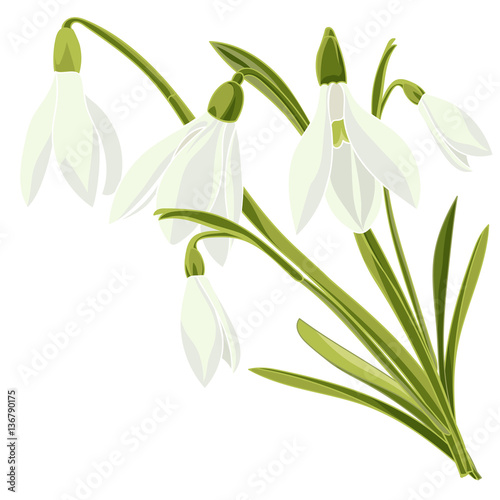 Set beautiful snowdrop flowers