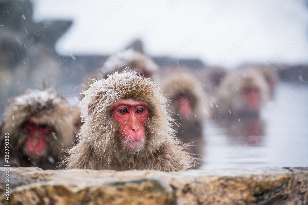 Naklejka premium Snow Monkey