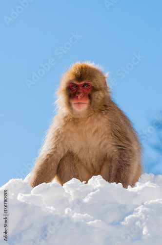 Snow Monkey © divedog