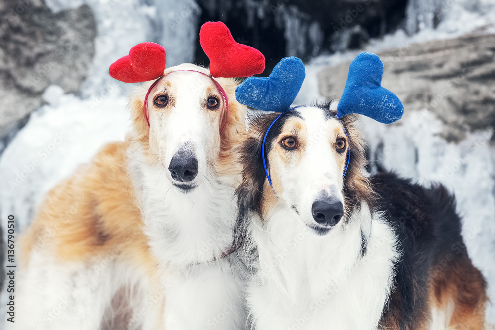 Fototapeta premium Love dogs