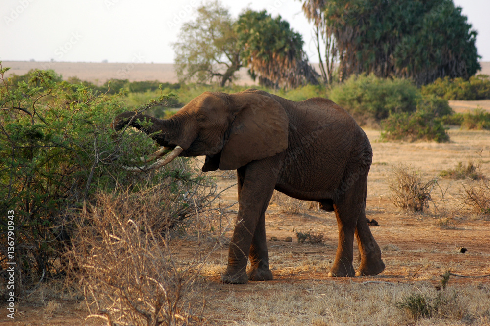 Fototapeta premium african animals