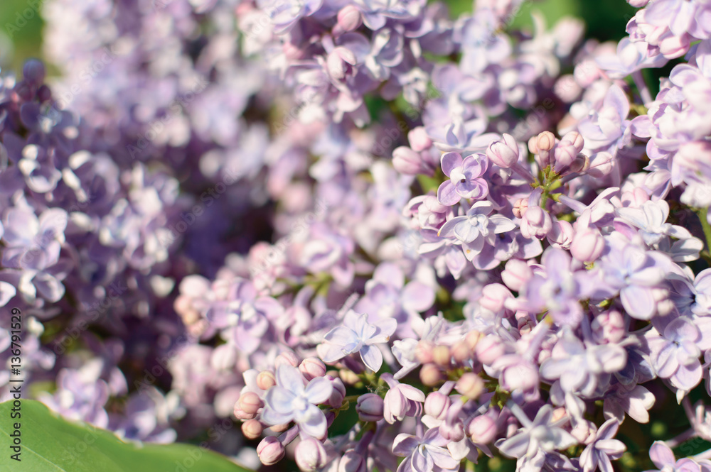 Lilac flowers on beautiful bokeh background. Lilac flowers on beautiful bokeh background.