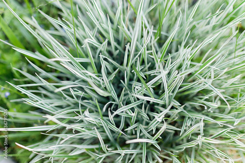 Green grass on a green background