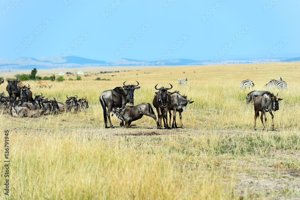 Masai Mara wildebeest