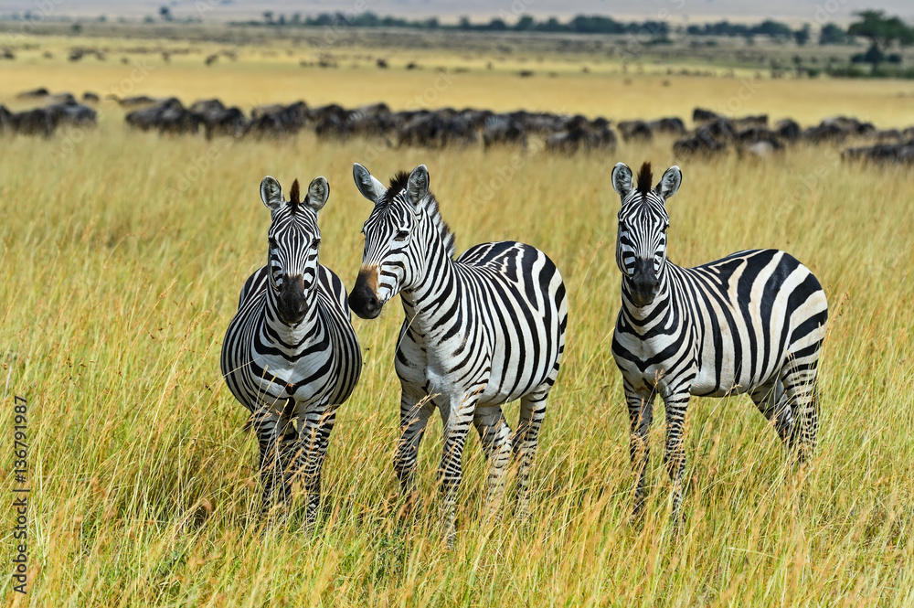 Masai Mara Zebra