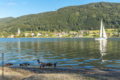 Stockenten am Ufer des Ossiacher Sees photo