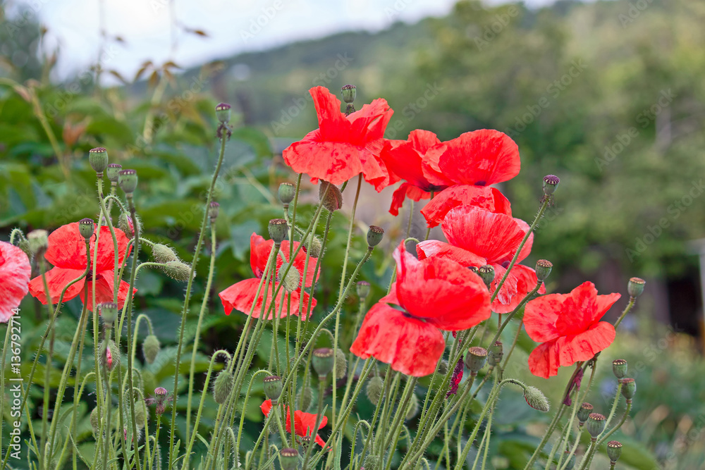 Obraz premium red poppies