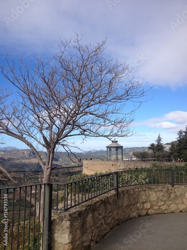 Tree with a beautiful structure at the background