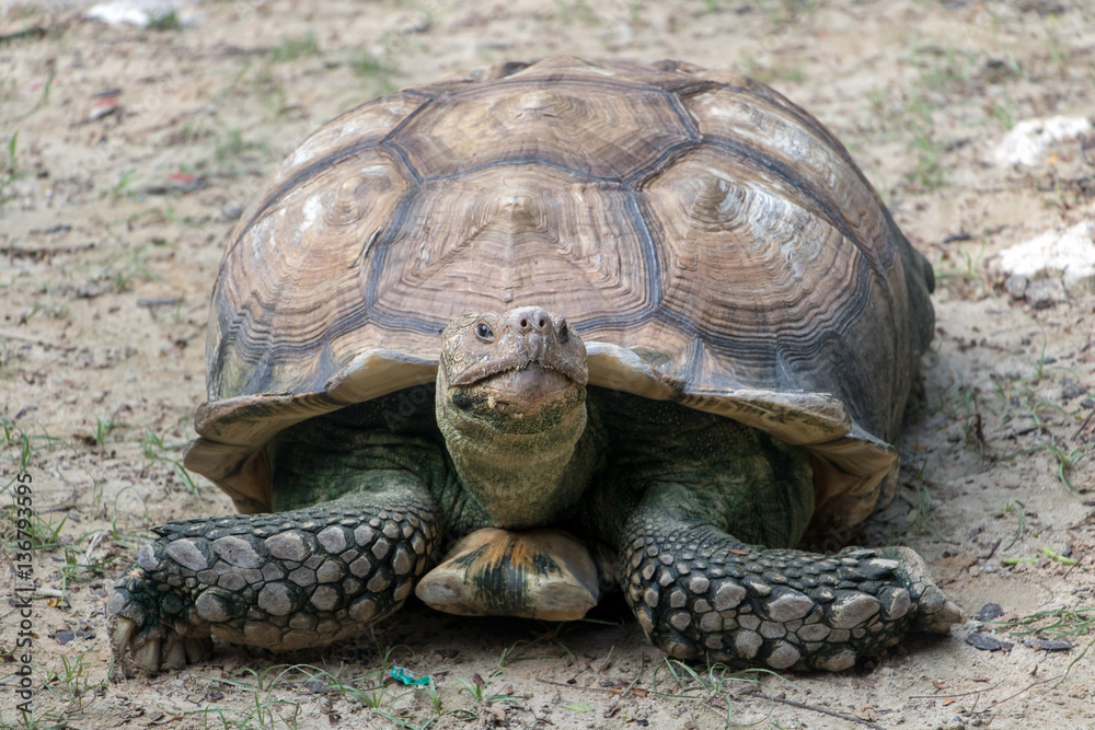 Turtle lying on the ground and looks forward to the camera Turtle lying on the ground and looks forward to the camera