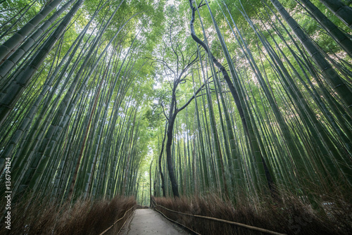 Bamboo forest at Sagano Arashiyama Kyoto tourism of japan