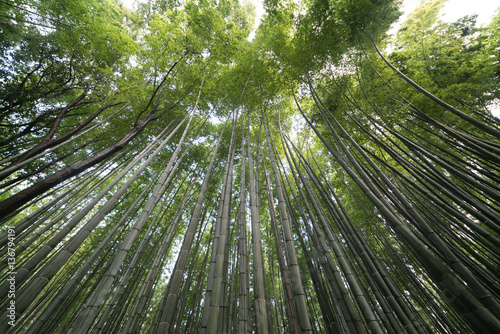 Bamboo forest at Sagano Arashiyama Kyoto tourism of japan