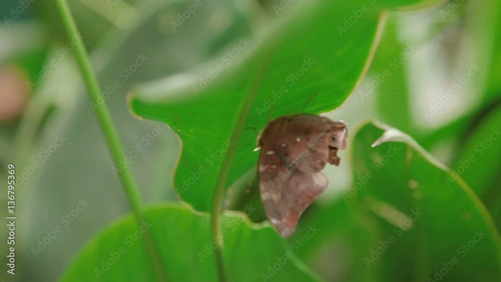 Butterfly on leaf macro insect life in the tropical rain forest. Malaysia. Natural background. Butterfly on leaf macro insect life in the tropical rain forest. Malaysia. Natural background.