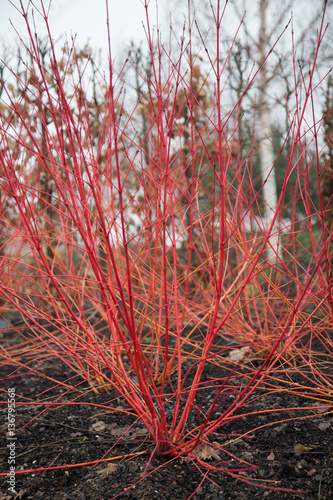 Cornus sanguinea