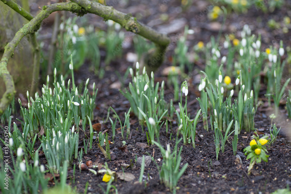 Fototapeta premium Lots of Snowdrops (Galanthus) growing in a woodland