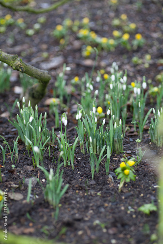 Snowdrops (Galanthus) growing in the woods