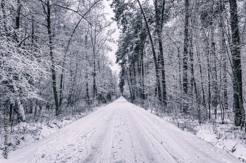 Road covered with snow leading through the forest