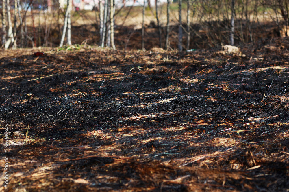 Burn dry grass in the forest background