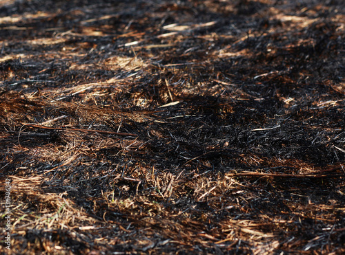 Arson burned dry grass background closeup