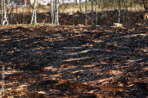 Burn dry grass in the forest background