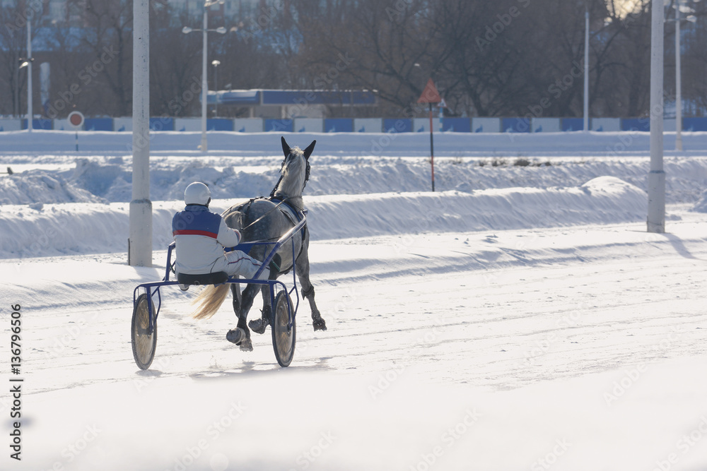 Horse trotter breed in motion winter on hippodrome. Back view