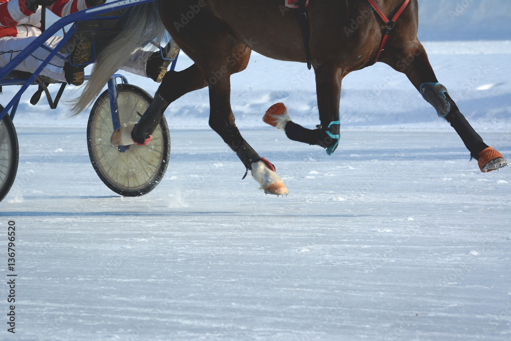 Legs of a trotter horse in motion. Horse racing in the winter. Details.
