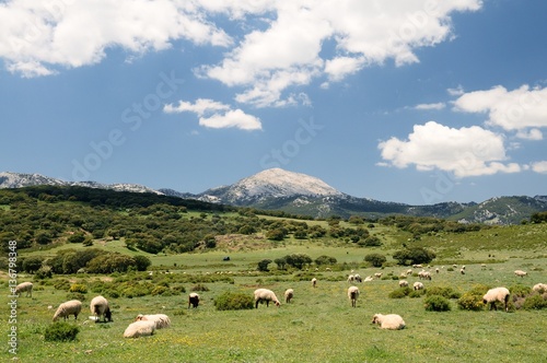 Parque natural de la Sierra de Grazalema