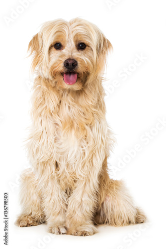 Fototapeta Naklejka Na Ścianę i Meble -  Sitzender Mischlingshund