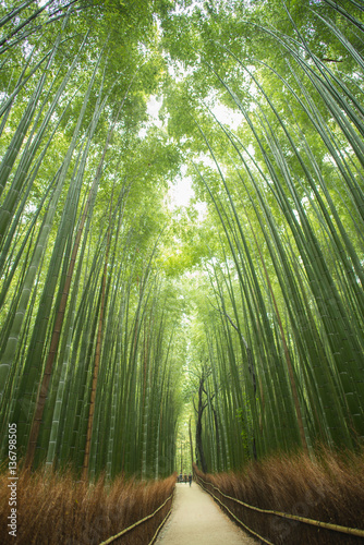 Bambuswald, Arashiyama, Kyoto, Japan