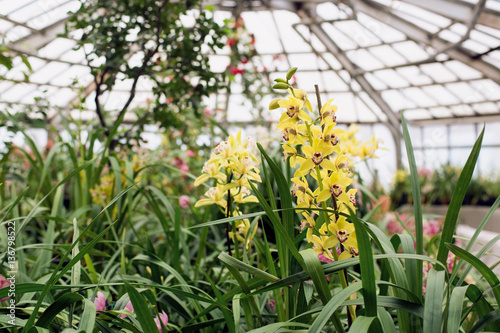 blooming orchids in the greenhouse