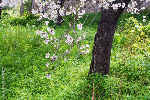Blossoming almond tree and fresh green grass