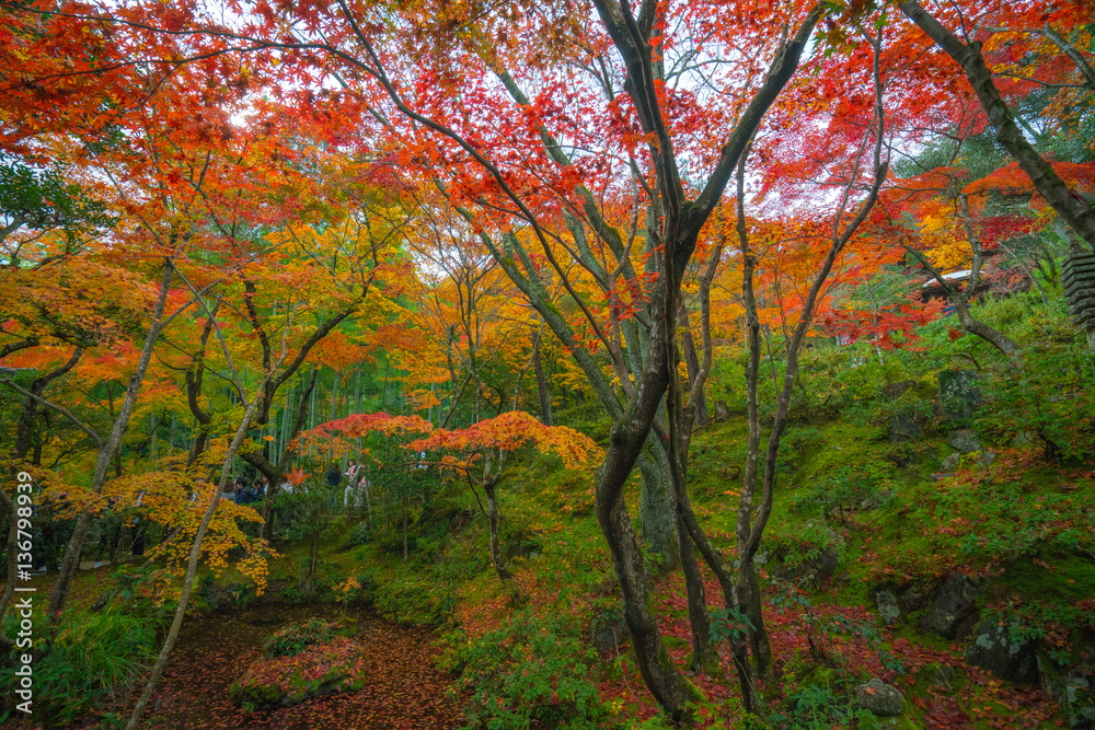 Joujakoji temple autumn scene,Kyoto,Japan Joujakoji temple autumn scene,Kyoto,Japan