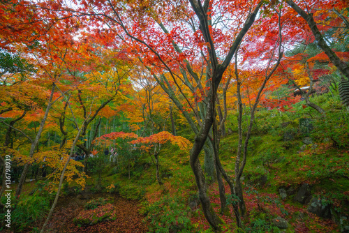 Joujakoji temple autumn scene,Kyoto,Japan