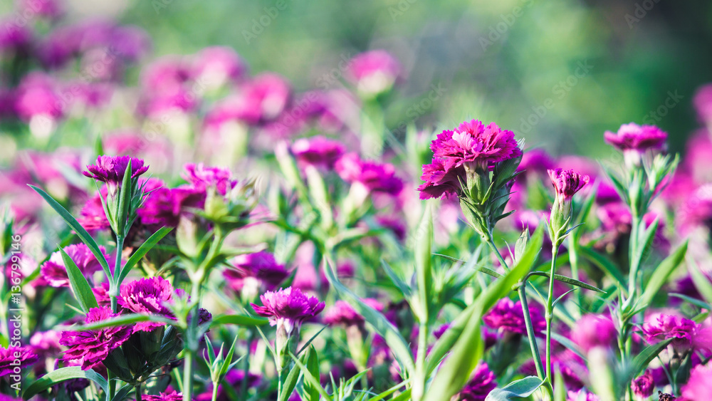 carnation flower in the garden, strong bokeh for Background carnation flower in the garden, strong bokeh for Background