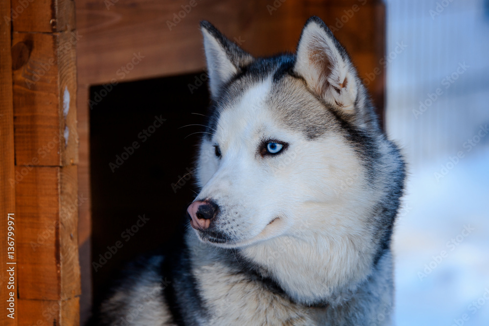 Portrait of the Siberian Husky dog black and white colour with blue eyes in winter
