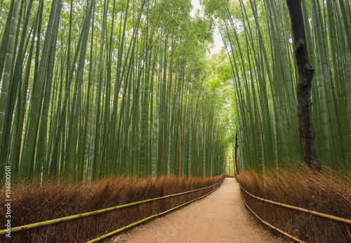 Kleiner Weg im Bambus-Wald, Kyoto, Japan