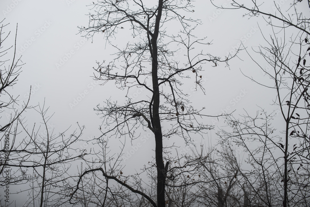 branches without leaves. Winter Branches branches without leaves. Winter Branches