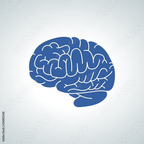 human brain, cerveau humain