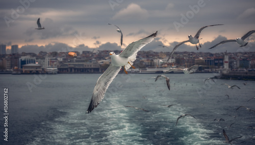 Seagull Istanbul, Bosporus, Turkey. Seagull flying over the sea , against the backdrop of the city , a photo of the ship photo