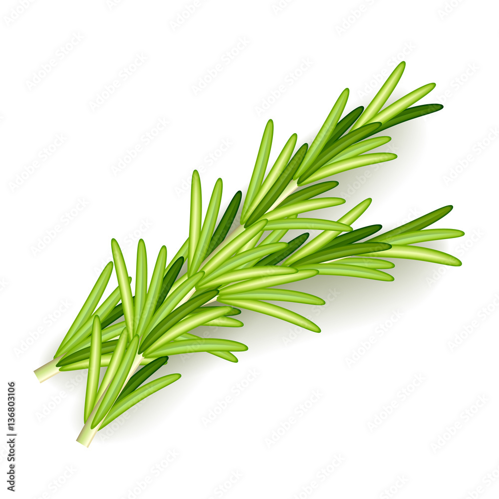 Fototapeta premium Rosemary isolated on white vector