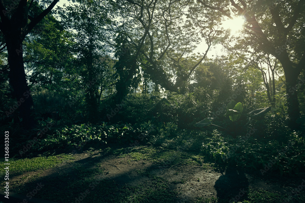 Fototapeta premium The forest and sunset in park