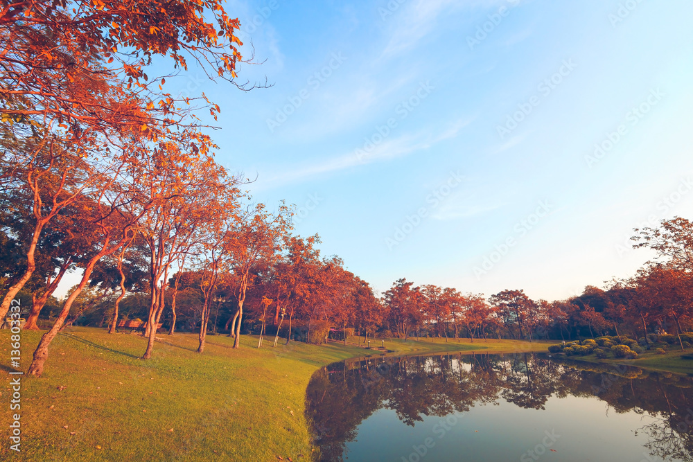 Obraz premium The landscapse tree and sunset in park